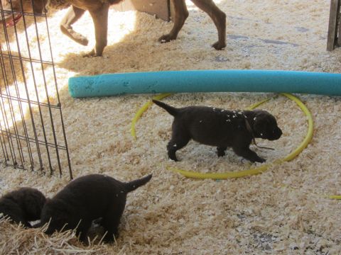 1968 Ford Mustang - Puppies explore their enclosure, interacting with toys and each other.
