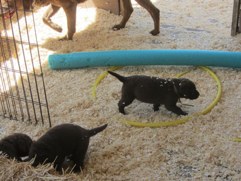 Several dark brown puppies play in wood shavings with a blue foam roller and yellow hoop