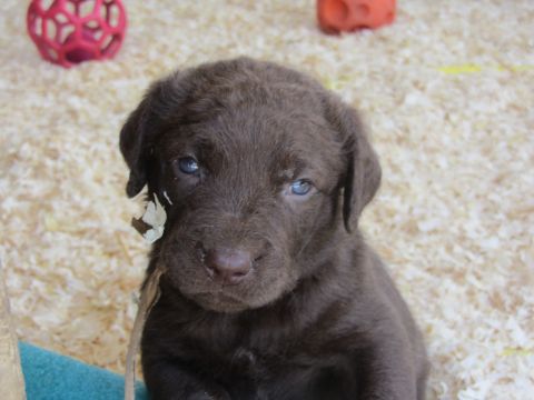 1968 Ford Mustang - A young chocolate labrador puppy with striking blue eyes looks forward.