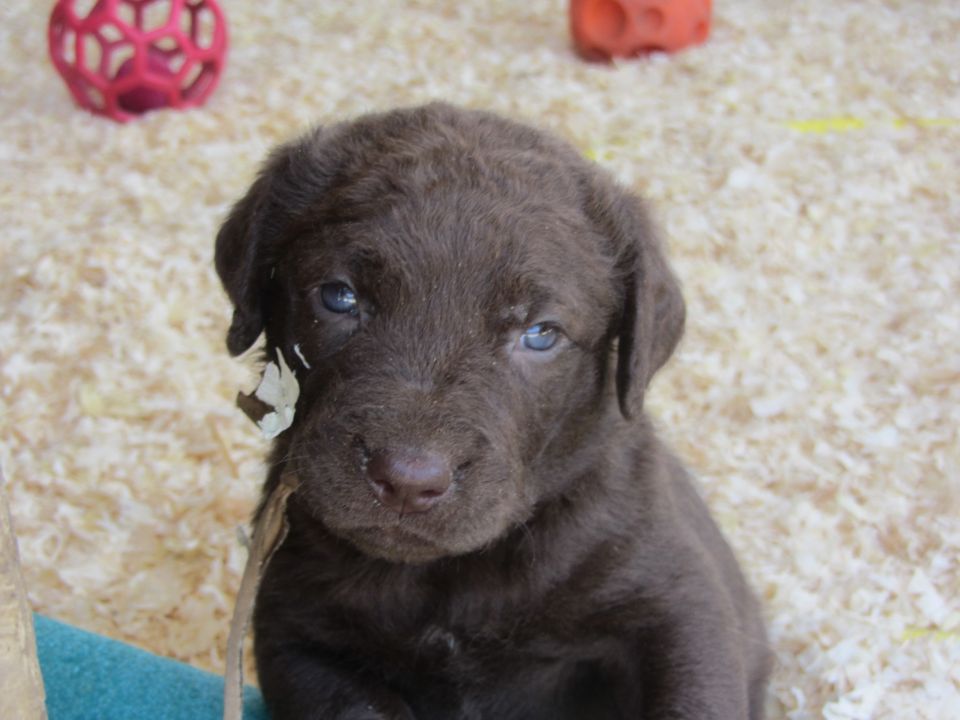 Chocolate labrador puppy with blue eyes sits on a blue blanket