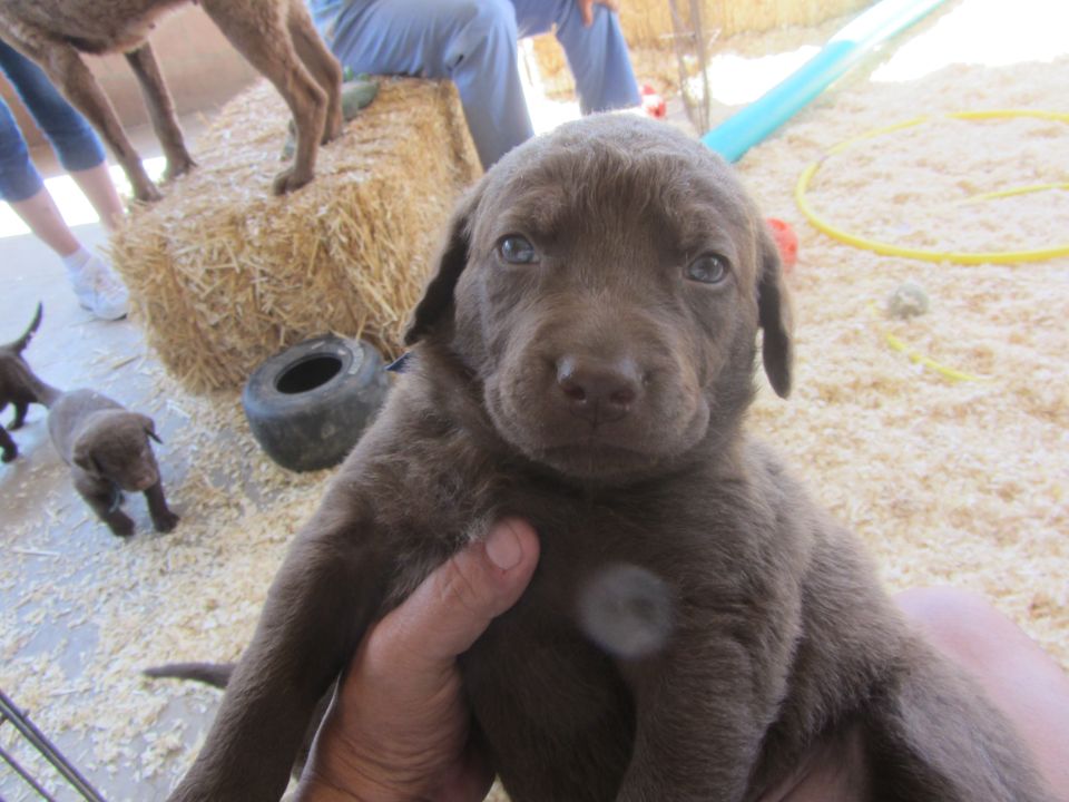 Brown puppy held in hand, with other puppies and hay bales in background