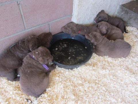 1968 Ford Mustang - A litter of young puppies huddle together near a water dish on a bed of wood shavings.
