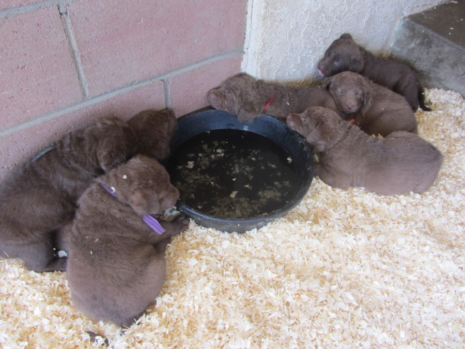 Brown puppies gathered around a water bowl