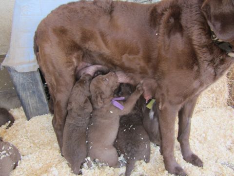 1968 Ford Mustang - Mother dog nurses her litter of puppies in a pen with wood shavings and hay.