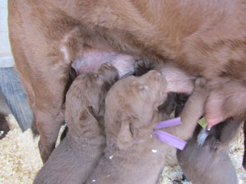 1968 Ford Mustang - Newborn puppies are nursing from their mother.
