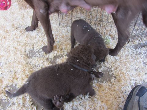1968 Ford Mustang - A mother dog and her puppies are in a pen filled with wood shavings.