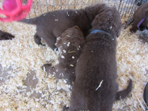 1968 Ford Mustang - Several brown puppies are playing together in a pen filled with wood shavings.