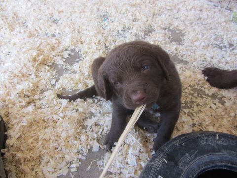 1968 Ford Mustang - A young chocolate labrador puppy chews on a stick while sitting on a bed of wood shavings.