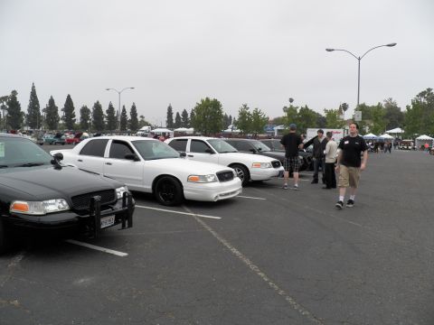 2003 Ford Crown Victoria - Several Crown Victorias parked diagonally; people walk between them on overcast day