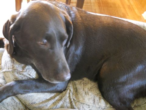 1976 Ford Bronco - Chocolate labrador retriever rests on a blanket indoors.