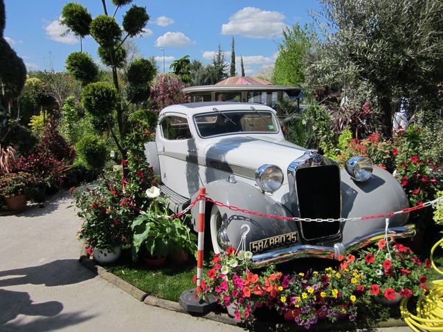 Two-tone vintage car with chrome grille and headlights, surrounded by flowers