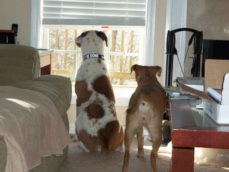 Two dogs, one brown and white, the other brown, look out a window. The brown and white dog wears a collar that says 'THE BONE'