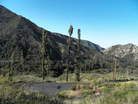 2003 Ford Crown Victoria - Scenic canyon hillside dotted with tall agave bloom stalks, power lines crossing the valley.