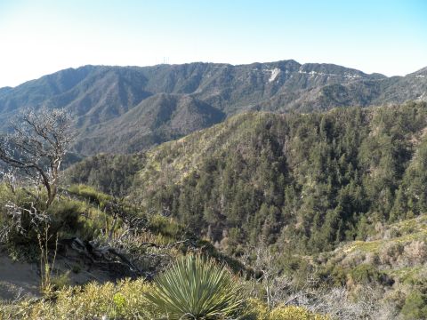 2003 Ford Crown Victoria - Canyon overlook with a bare tree and yucca in foreground and layered green ridges beyond