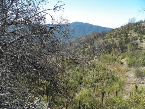 2003 Ford Crown Victoria - Scrubby chaparral slope and distant ridgeline seen from a mountain vantage point