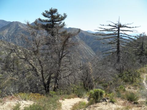 2003 Ford Crown Victoria - Fire-damaged conifers stand on a slope overlooking layered mountain ranges