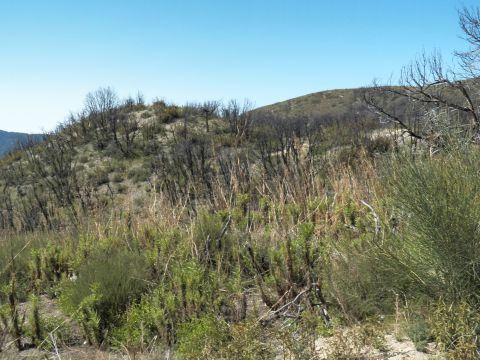 2003 Ford Crown Victoria - Recovering chaparral covers a rolling slope with scattered burned vegetation