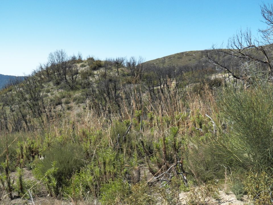 Brushy hillside with green shrubs and charred branches under clear sky