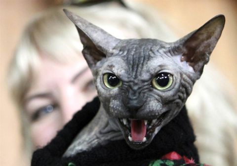 1999 Ford Ranger - A Sphynx cat with a person behind it is shown in this close-up photo.