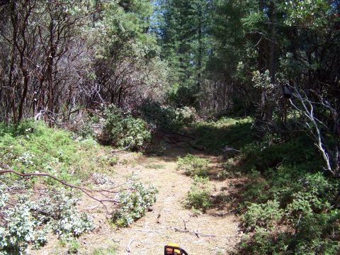 1994 Ford F-150 - A remote forest path is overgrown with vegetation and debris, suggesting a lack of recent use.