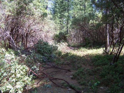 1994 Ford F-150 - A wooded area with fallen branches and dense foliage, no vehicle is visible.