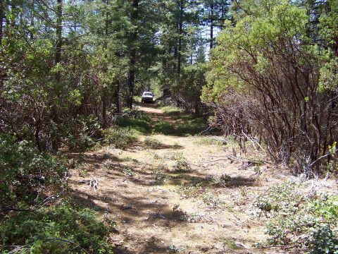 1994 Ford F-150 - A white SUV navigates a dirt trail surrounded by dense trees and brush.