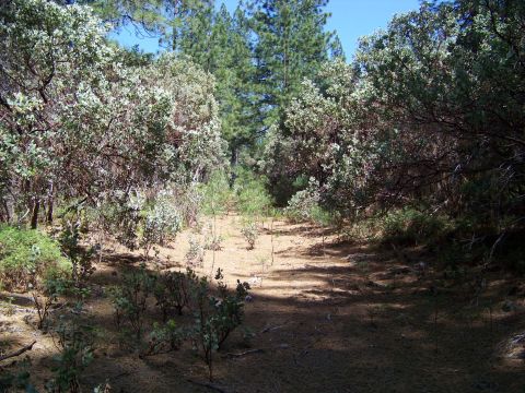 1994 Ford F-150 - A dirt path winds through a wooded area with scattered trees and low-lying brush.
