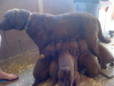 1968 Ford Mustang - A mother dog nurses her puppies in a barn-like setting with wood shavings on the floor.