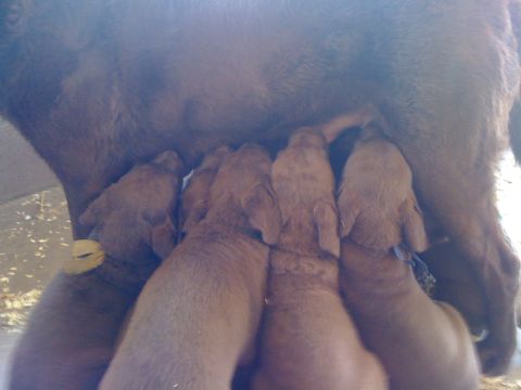 1968 Ford Mustang - A litter of puppies are seen feeding from their mother.