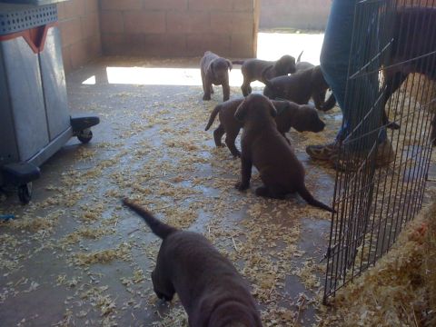 1968 Ford Mustang - A group of young puppies are gathered inside a pen, with wood shavings scattered around the concrete floor.