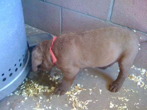1968 Ford Mustang - A brown puppy wearing a red collar is focused on eating from a bowl, surrounded by wood shavings.