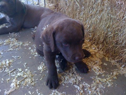 1968 Ford Mustang - Two young chocolate lab puppies rest on a floor scattered with wood shavings and hay.