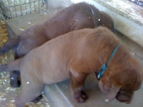 1968 Ford Mustang - Two young puppies rest together on a surface with straw and wood shavings.
