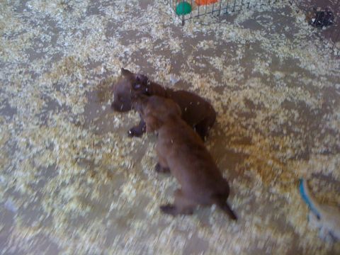 1968 Ford Mustang - Two young puppies are playing on a floor covered in wood shavings.