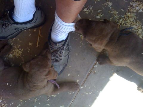 1968 Ford Mustang - Two puppies curiously interact with a person's shoes and ankles on a concrete surface.