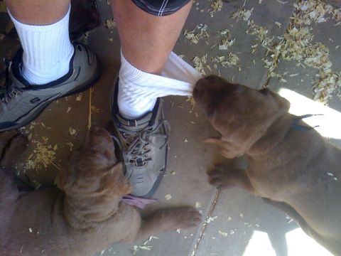 1968 Ford Mustang - Two puppies are playfully pulling on a person's white sock, which is partially pulled out of their shoe.