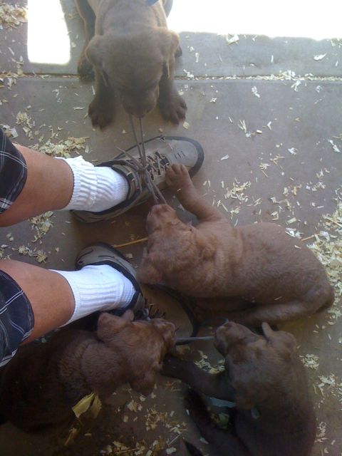 1968 Ford Mustang - Several puppies are playfully interacting with a shoe and a person's feet on a concrete surface scattered with wood shavings.