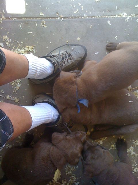 1968 Ford Mustang - Several young puppies huddle together on a concrete surface, with a person's legs and shoes visible at the top of the frame.