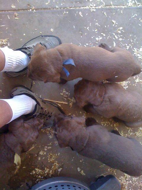 1968 Ford Mustang - Puppies on a concrete floor with wood shavings. One puppy has a blue ribbon around its neck.