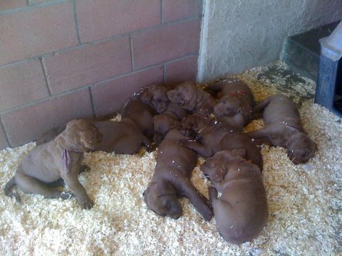 1968 Ford Mustang - A litter of young puppies are resting together in a pen filled with wood shavings.