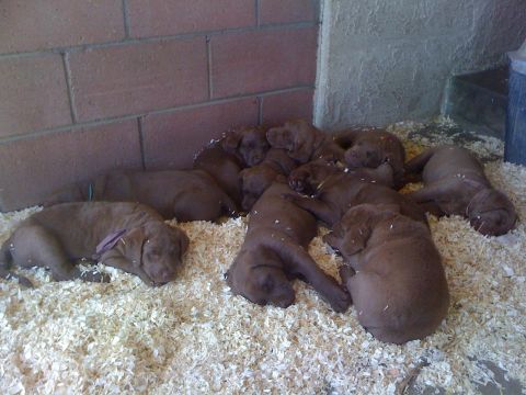 1968 Ford Mustang - A group of young chocolate labrador puppies are resting together on a bed of wood shavings.