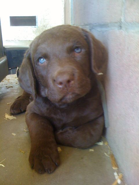 1968 Ford Mustang - This adorable chocolate labrador puppy has blue eyes, looking curiously at the camera.
