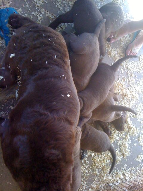 1968 Ford Mustang - A mother dog nurses her litter of puppies on a wood-shaving-covered floor.