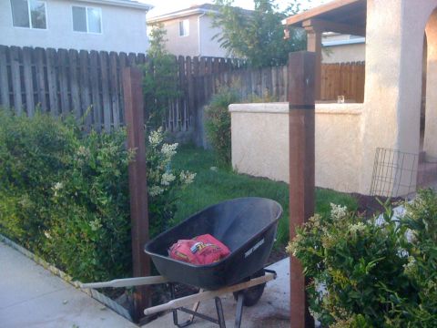 1968 Ford Mustang - A wheelbarrow sits in a backyard, with a wooden fence and bushes surrounding it.