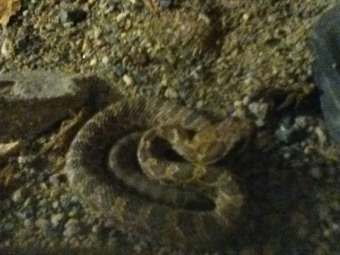 2006 Ford E350 - A coiled rattlesnake is visible on a gravelly surface, its head raised and alert.