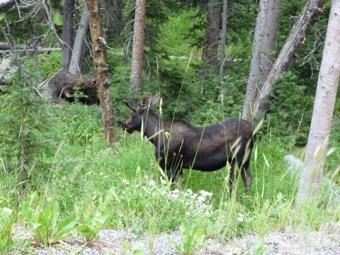 2006 Ford E350 - A moose stands in a grassy forest clearing.