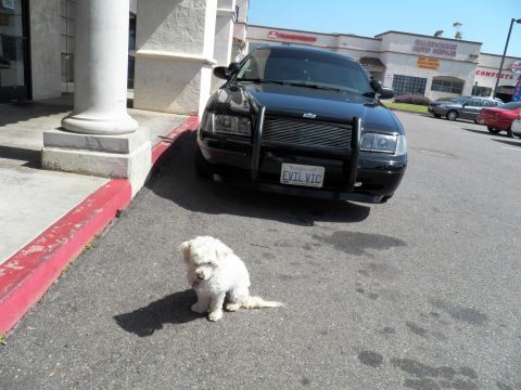 2003 Ford Crown Victoria - White poodle-type dog poses in front of a black sedan with push-bar grille guard and EVIL VIC plate