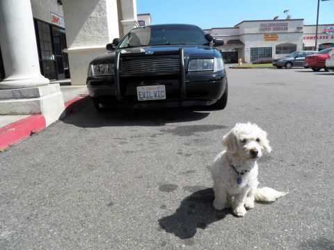 2003 Ford Crown Victoria - Fluffy white dog sits on asphalt near the front of a black sedan fitted with a grille guard