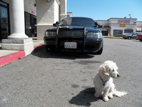 2003 Ford Crown Victoria - Front of a black sedan with push-bar grille guard and EVIL VIC plate, small white dog to the side