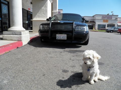 2003 Ford Crown Victoria - Black full-size sedan shown head-on with grille guard and EVILVIC plate, white dog resting nearby